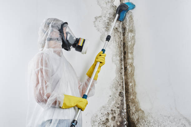 Best Commercial Mold Removal  in Anchorage, KY