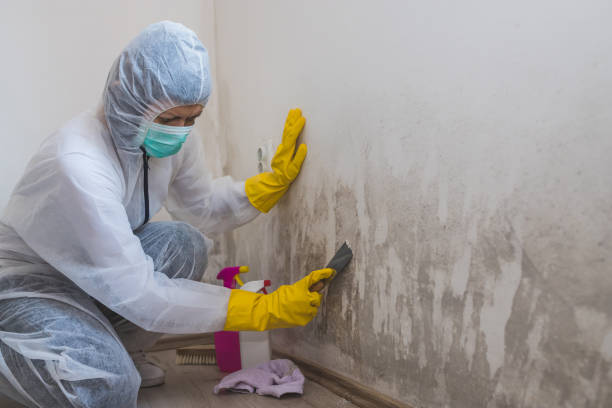 Best Attic Mold Removal  in Anchorage, KY